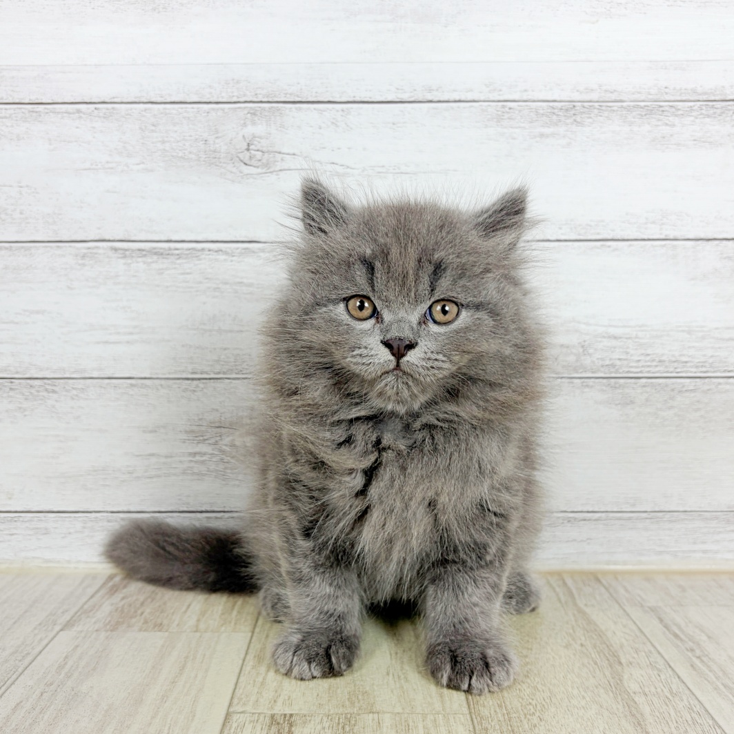 兵庫県のブリティッシュロングヘアー (犬の家＆猫の里ニッケパークタウン加古川店/2026年8月6日生まれ/男の子/ブルー)の子猫の2枚目の画像