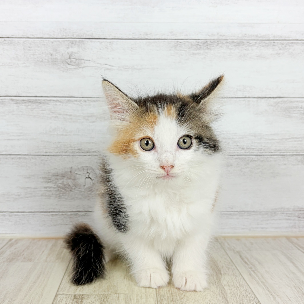 大阪府のノルウェージャンフォレストキャット (犬の家＆猫の里吹田店/2026年8月7日生まれ/女の子/キャリコ)の子猫