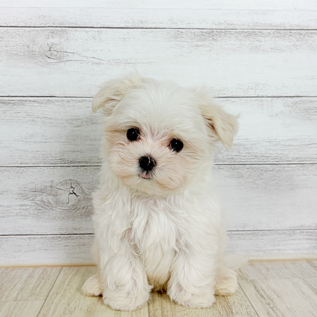 大阪府のマルチーズ (犬の家＆猫の里吹田店/2026年8月9日生まれ/男の子/ホワイト)の子犬