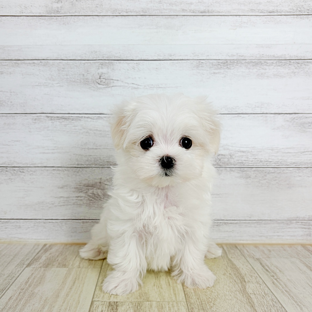 兵庫県のマルチーズ (犬の家＆猫の里神戸店/2026年8月9日生まれ/男の子/ホワイト)の子犬の2枚目の画像