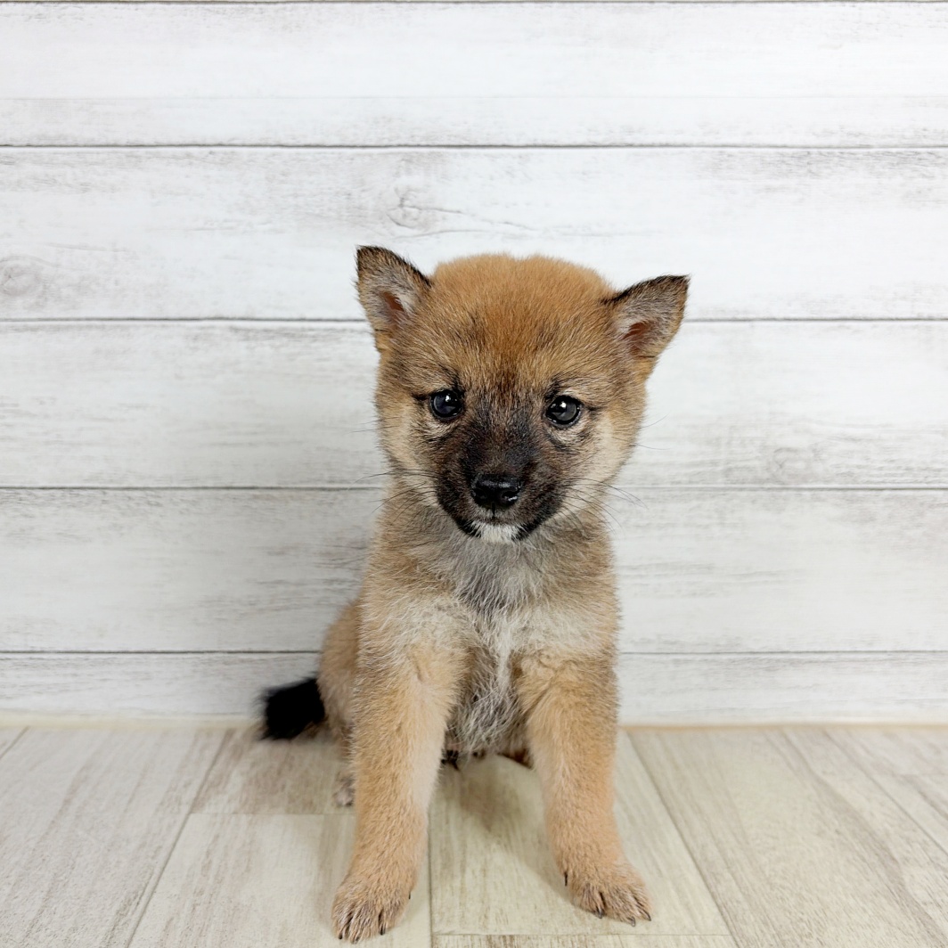 大阪府の豆柴 (犬の家＆猫の里吹田店/2026年8月8日生まれ/女の子/赤)の子犬