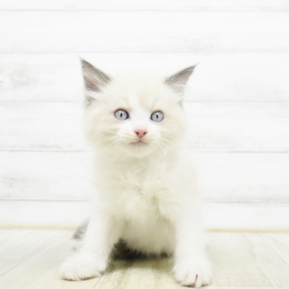 神奈川県のラグドール (犬の家＆猫の里小田原店/2026年8月9日生まれ/男の子/ブルーポイントバイカラー)の子猫