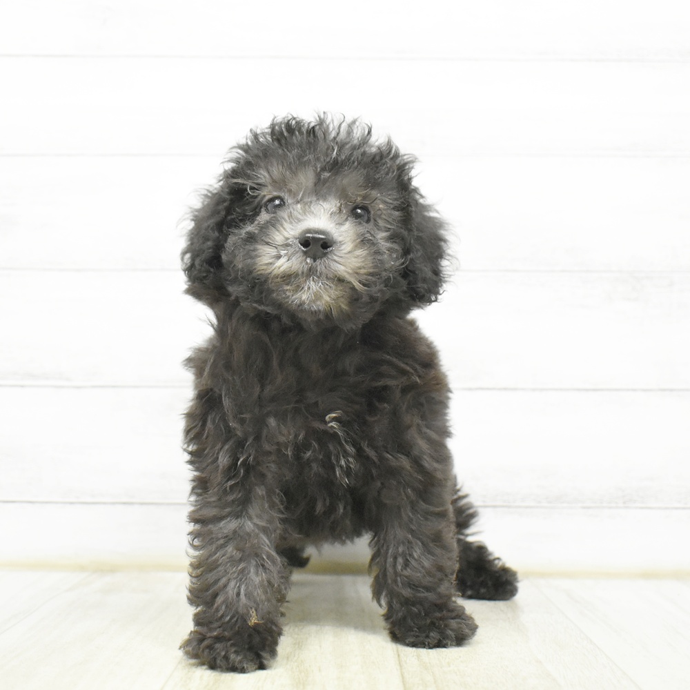 愛知県のトイプードル(トイ) (犬の家＆猫の里豊川インター店/2026年8月9日生まれ/男の子/シルバー)の子犬