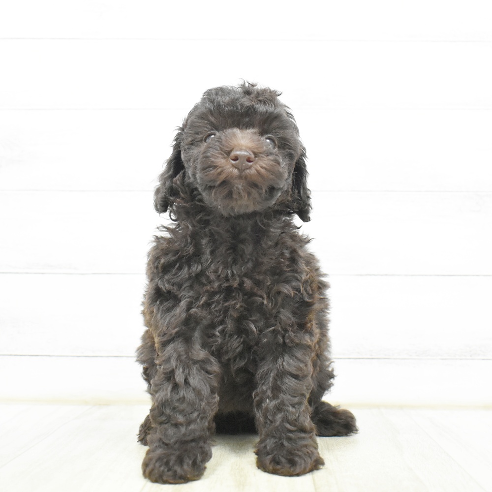 愛知県のトイプードル(トイ) (犬の家＆猫の里岡崎店/2026年8月10日生まれ/女の子/ブラウン)の子犬