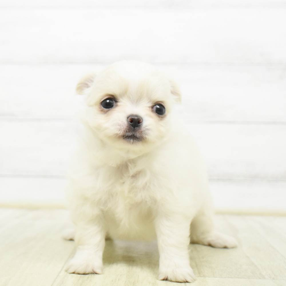 静岡県のチワワ(ロング) (犬の家＆猫の里マークイズ静岡店/2026年8月11日生まれ/女の子/クリームホワイト)の子犬