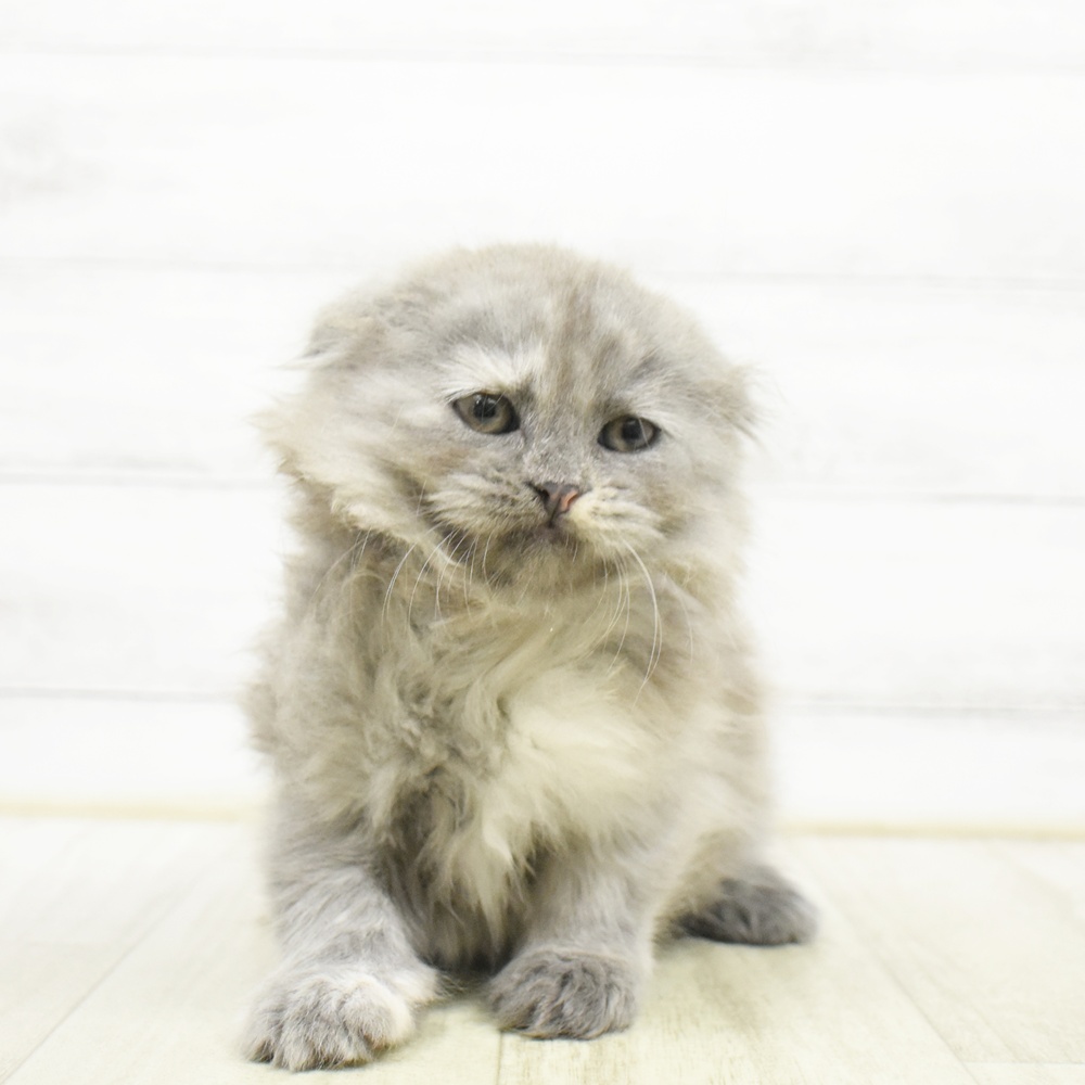 千葉県のスコティッシュフォールド (犬の家＆猫の里BIGHOPガーデンモール印西店/2026年8月8日生まれ/女の子/トーティーシェルスモーク)の子猫