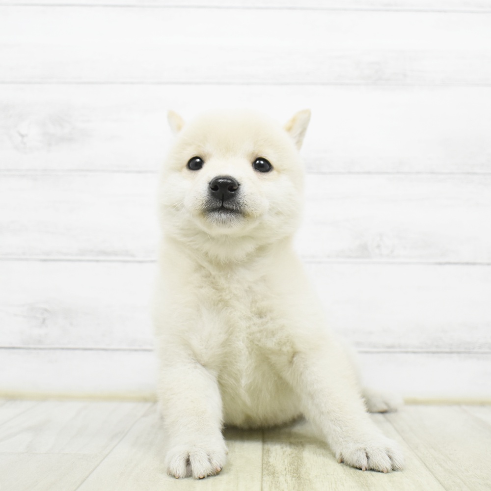 愛知県の柴犬(標準サイズ) (犬の家＆猫の里春日井本店/2026年8月10日生まれ/男の子/白)の子犬の2枚目の画像