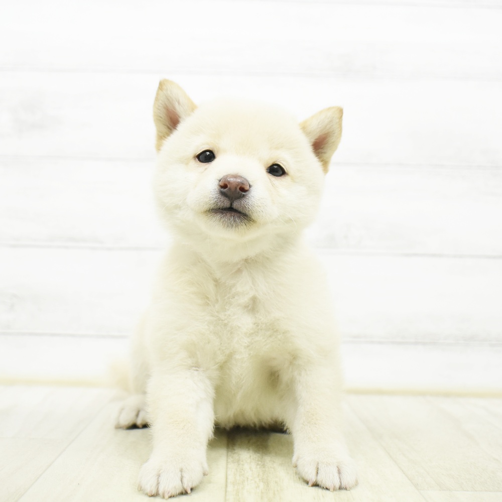 静岡県の柴犬(標準サイズ) (犬の家＆猫の里藤枝店/2026年8月10日生まれ/女の子/白)の子犬の2枚目の画像
