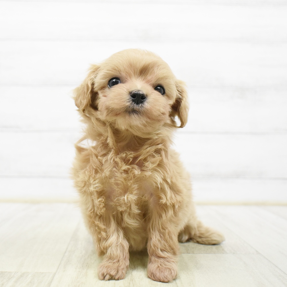 ハーフ犬女の子の写真