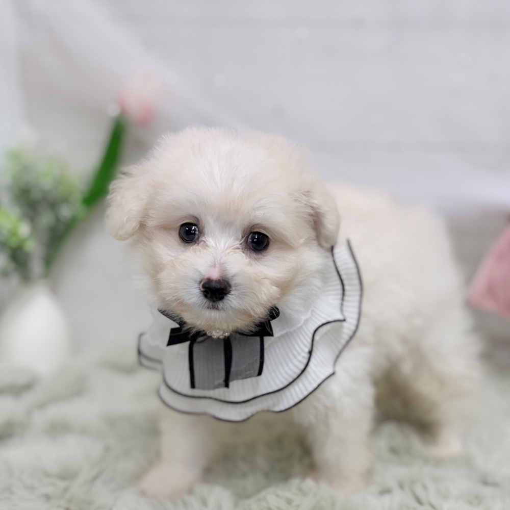 神奈川県のポメプー(ポメラニアン×プードル) (犬の家＆猫の里相模原店/2026年8月10日生まれ/男の子/ホワイト)の子犬の1枚目の画像