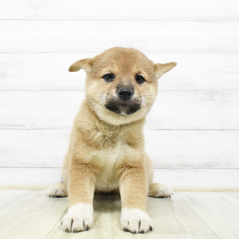 静岡県の柴犬(標準サイズ) (犬の家＆猫の里マークイズ静岡店/2026年8月10日生まれ/女の子/赤)の子犬の3枚目の画像