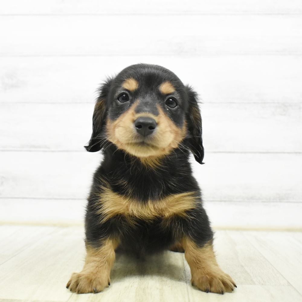 千葉県のミニチュアダックスフンド(ロング) (犬の家＆猫の里ワンズモール稲毛店/2026年8月11日生まれ/男の子/ブラックタン)の子犬の4枚目の画像