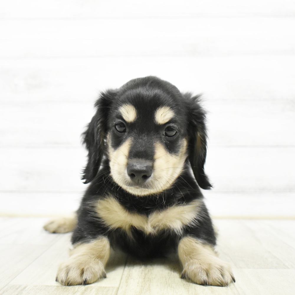 千葉県のミニチュアダックスフンド(ロング) (犬の家＆猫の里BIGHOPガーデンモール印西店/2026年8月10日生まれ/男の子/ブラックイエロー)の子犬