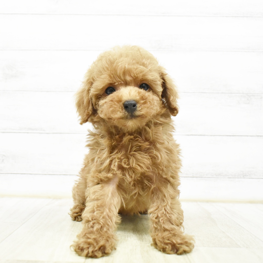 富山県のトイプードル(トイ) (犬の家＆猫の里富山店/2026年8月11日生まれ/男の子/レッド)の子犬