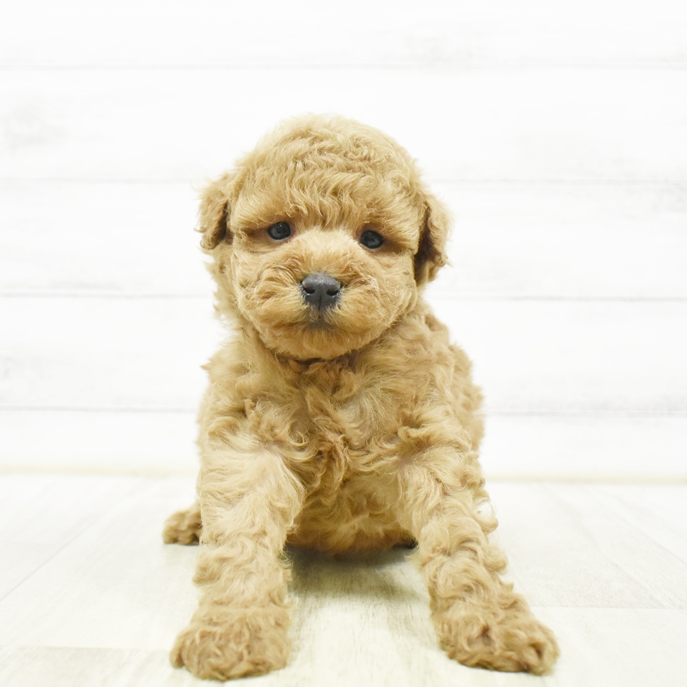 神奈川県のトイプードル(トイ) (犬の家＆猫の里小田原店/2026年8月11日生まれ/男の子/レッド)の子犬