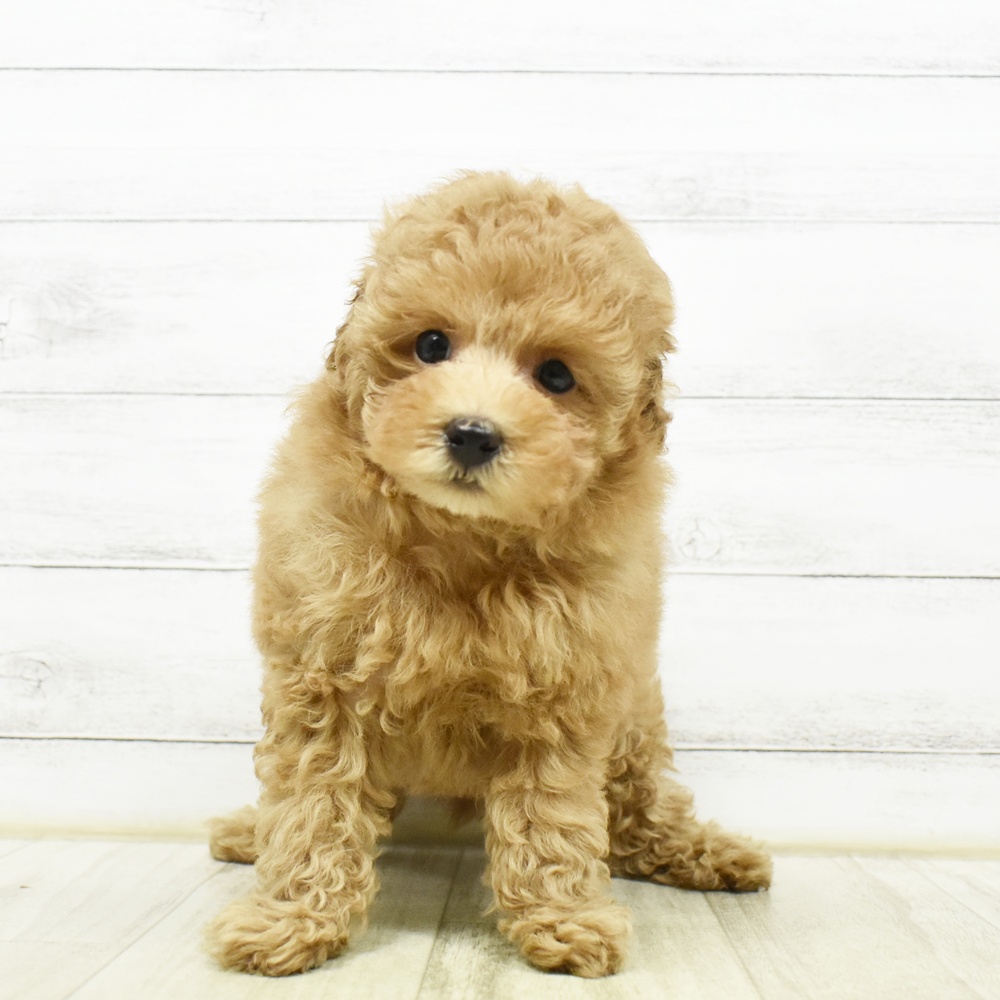 千葉県のトイプードル(トイ) (犬の家＆猫の里BIGHOPガーデンモール印西店/2026年8月8日生まれ/女の子/オレンジフォーン)の子犬