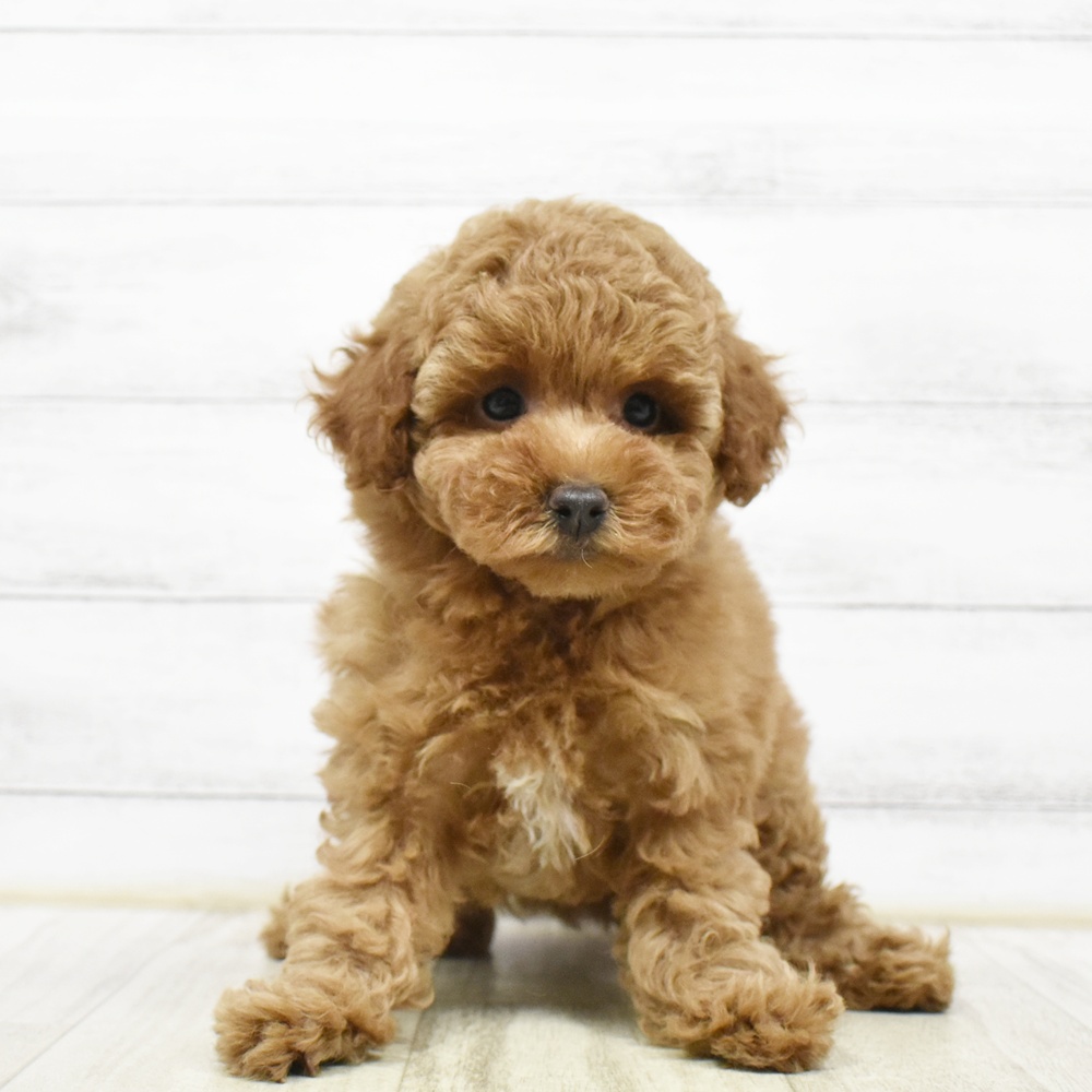 福井県のトイプードル(トイ) (犬の家＆猫の里アミーゴ福井大和田店/2026年8月8日生まれ/女の子/レッドフォーン)の子犬