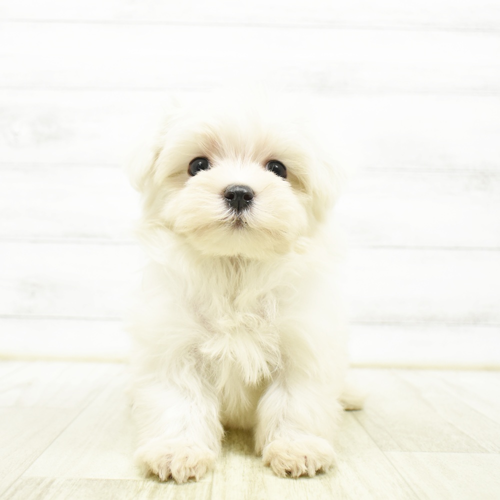 千葉県のマルチーズ (犬の家＆猫の里BIGHOPガーデンモール印西店/2026年8月9日生まれ/男の子/ホワイト)の子犬