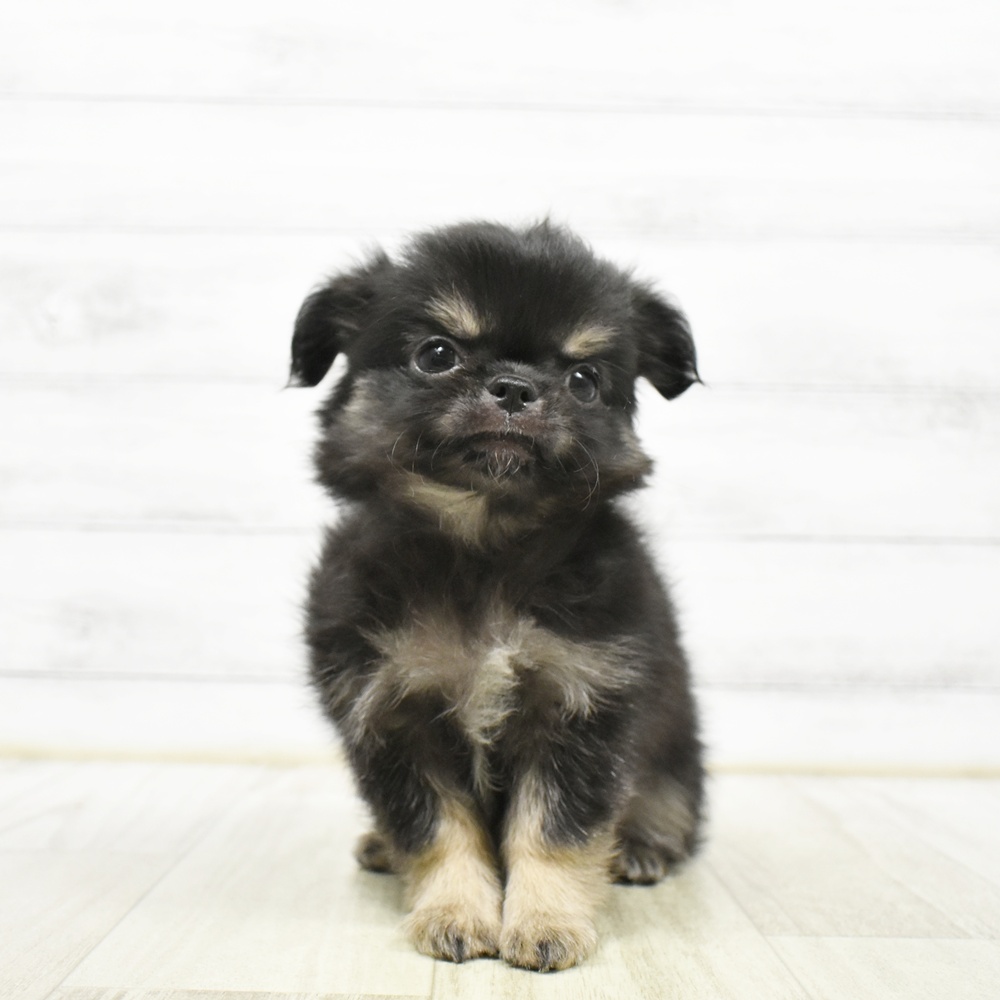 静岡県のチワワ(ロング) (犬の家＆猫の里マークイズ静岡店/2026年8月7日生まれ/男の子/ブラックタンホワイト)の子犬