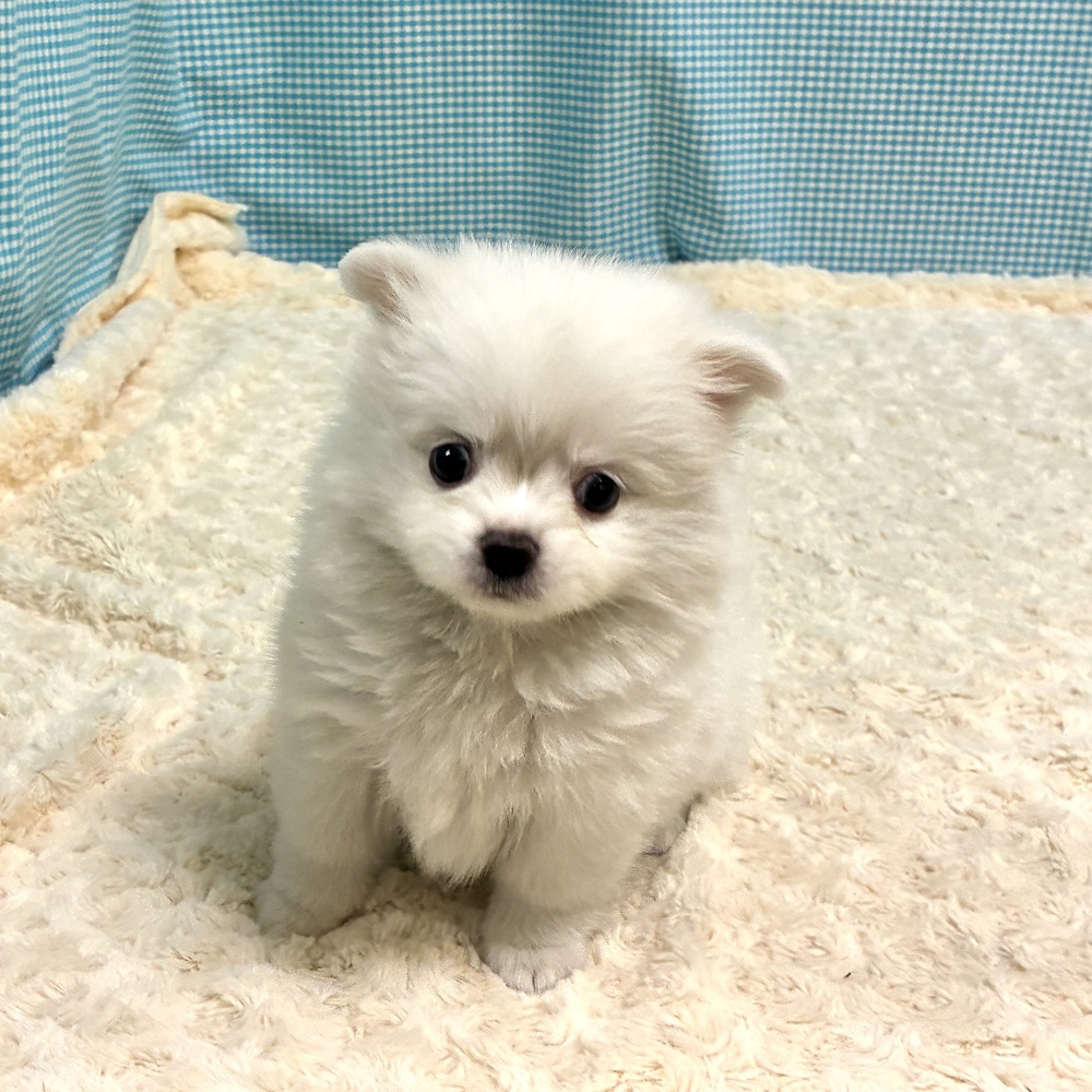 愛知県のポメチワ/チワポメ/ポメチー(ポメラニアン×チワワ) (犬の家＆猫の里一宮店/2026年8月11日生まれ/女の子/クリームホワイト)の子犬の1枚目の画像