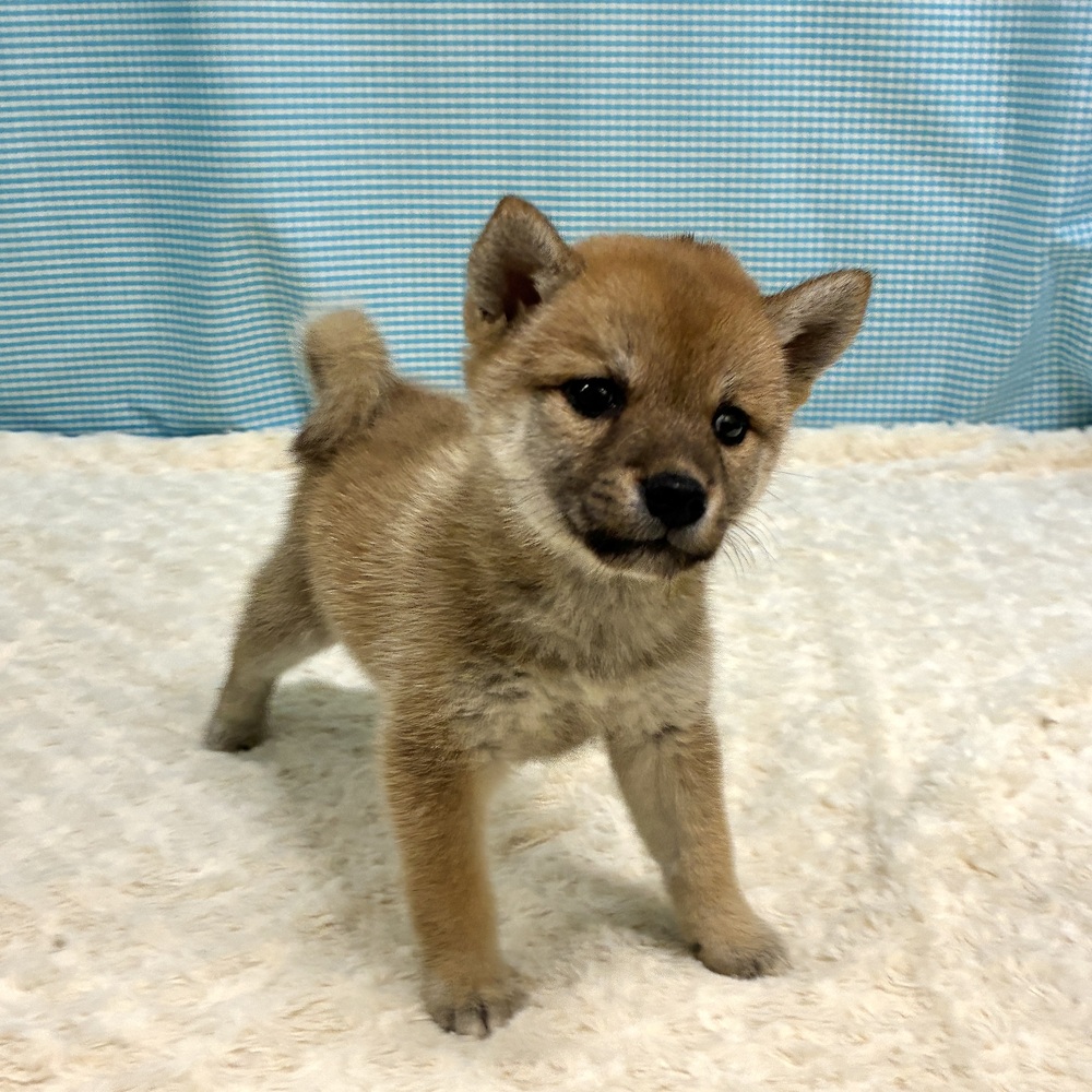 愛知県の柴犬(標準サイズ) (犬の家＆猫の里一宮店/2026年8月11日生まれ/女の子/赤)の子犬の1枚目の画像