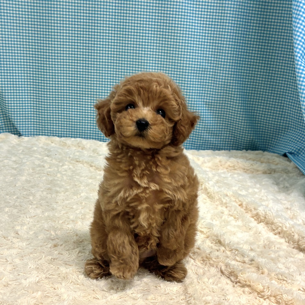 愛知県のトイプードル(トイ) (犬の家＆猫の里一宮店/2026年8月11日生まれ/男の子/オレンジフォーン)の子犬の1枚目の画像