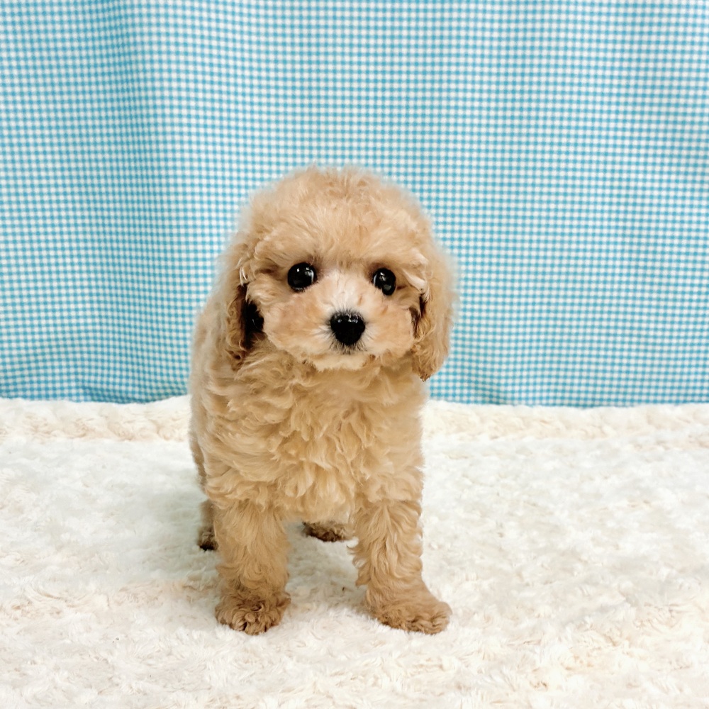 愛知県のトイプードル(トイ) (犬の家＆猫の里一宮店/2026年8月12日生まれ/女の子/オレンジフォーン)の子犬の2枚目の画像
