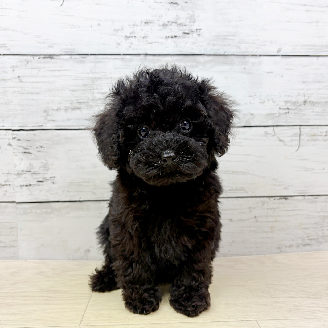 兵庫県のトイプードル(トイ) (犬の家＆猫の里カナート西神戸店/2026年8月12日生まれ/男の子/ブラック)の子犬の2枚目の画像