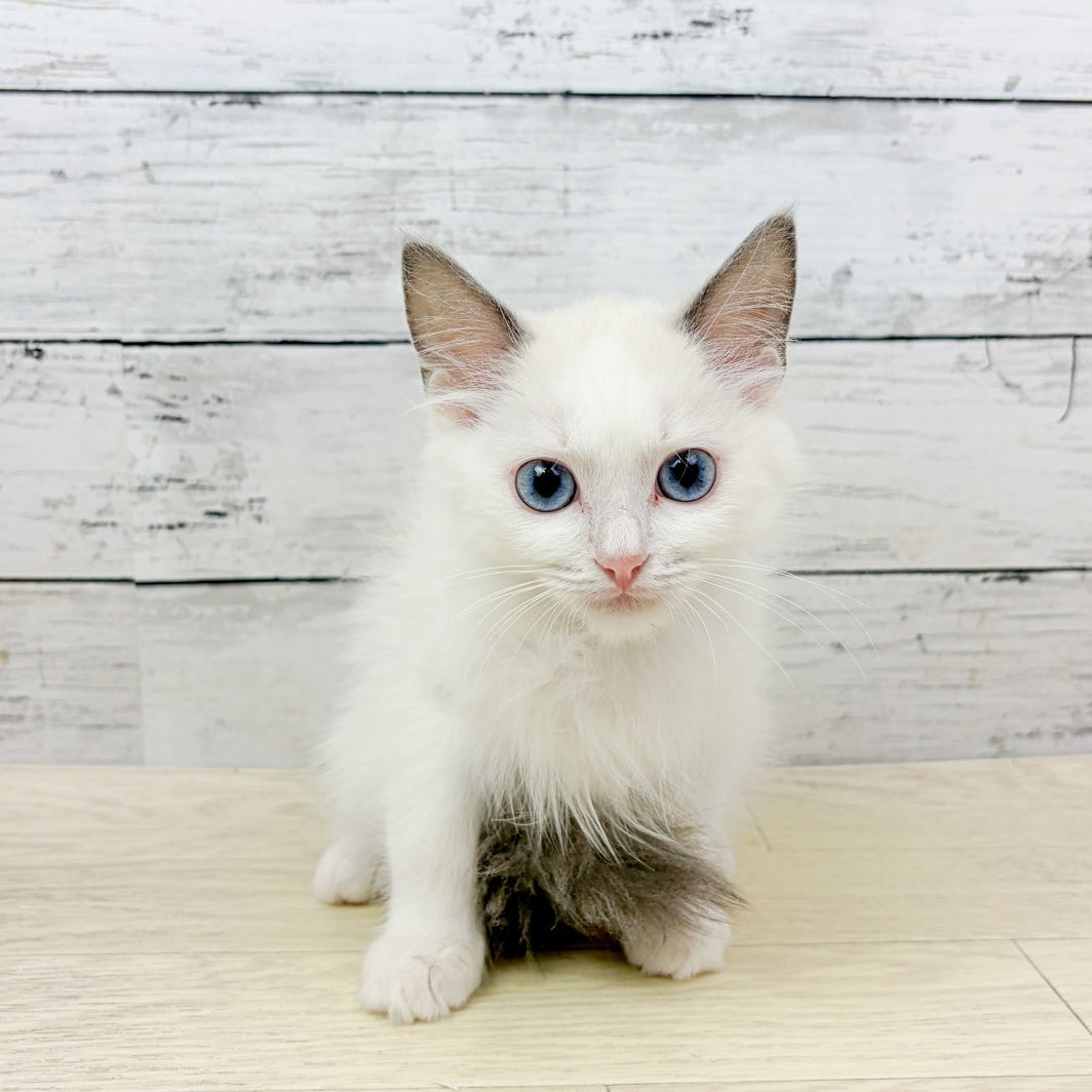 兵庫県のラグドール (犬の家＆猫の里ゆめタウン姫路店/2026年8月12日生まれ/男の子/ブルーポイントバイカラー)の子猫