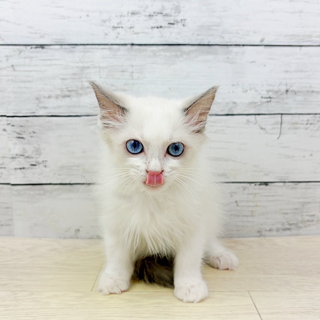 大阪府のラグドール (犬の家＆猫の里そよら東岸和田店/2026年8月12日生まれ/男の子/ブルーポイントバイカラー)の子猫