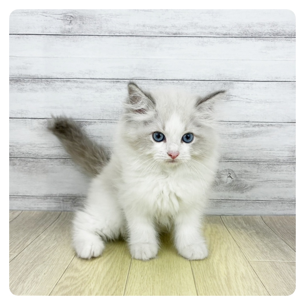 長野県のラグドール (犬の家＆猫の里カインズ梓川店/2026年8月11日生まれ/男の子/ブルーポイントバイカラー)の子猫