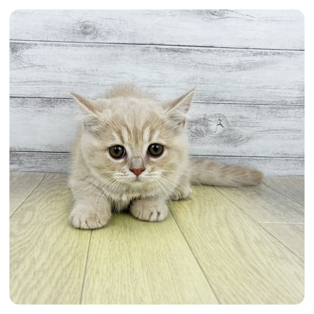 愛知県のマンチカン (犬の家＆猫の里春日井本店/2026年8月13日生まれ/女の子/クリームタビー)の子猫