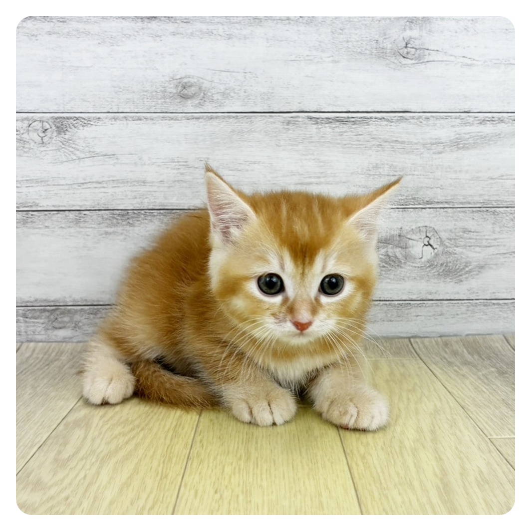 愛知県のマンチカン (犬の家＆猫の里エアポートウォーク店/2026年8月14日生まれ/男の子/レッド)の子猫