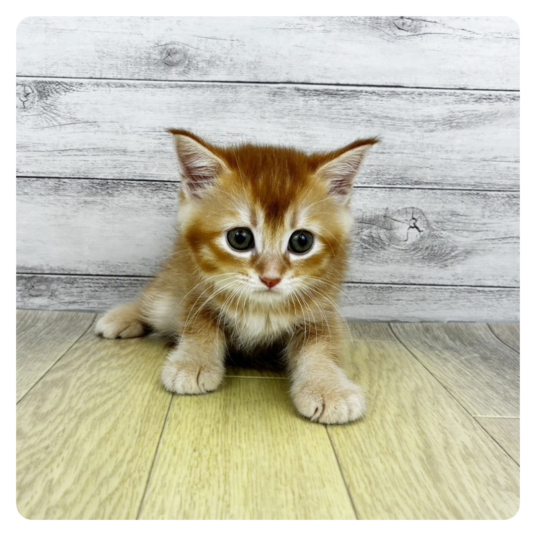 愛知県のマンチカン (犬の家＆猫の里春日井本店/2026年8月14日生まれ/男の子/レッド)の子猫