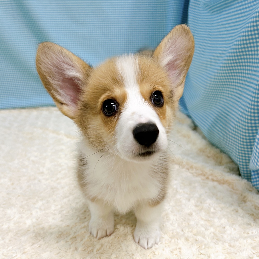 愛知県のウェルシュコーギーペンブローク (犬の家＆猫の里一宮店/2026年8月13日生まれ/男の子/レッドホワイト)の子犬の1枚目の画像
