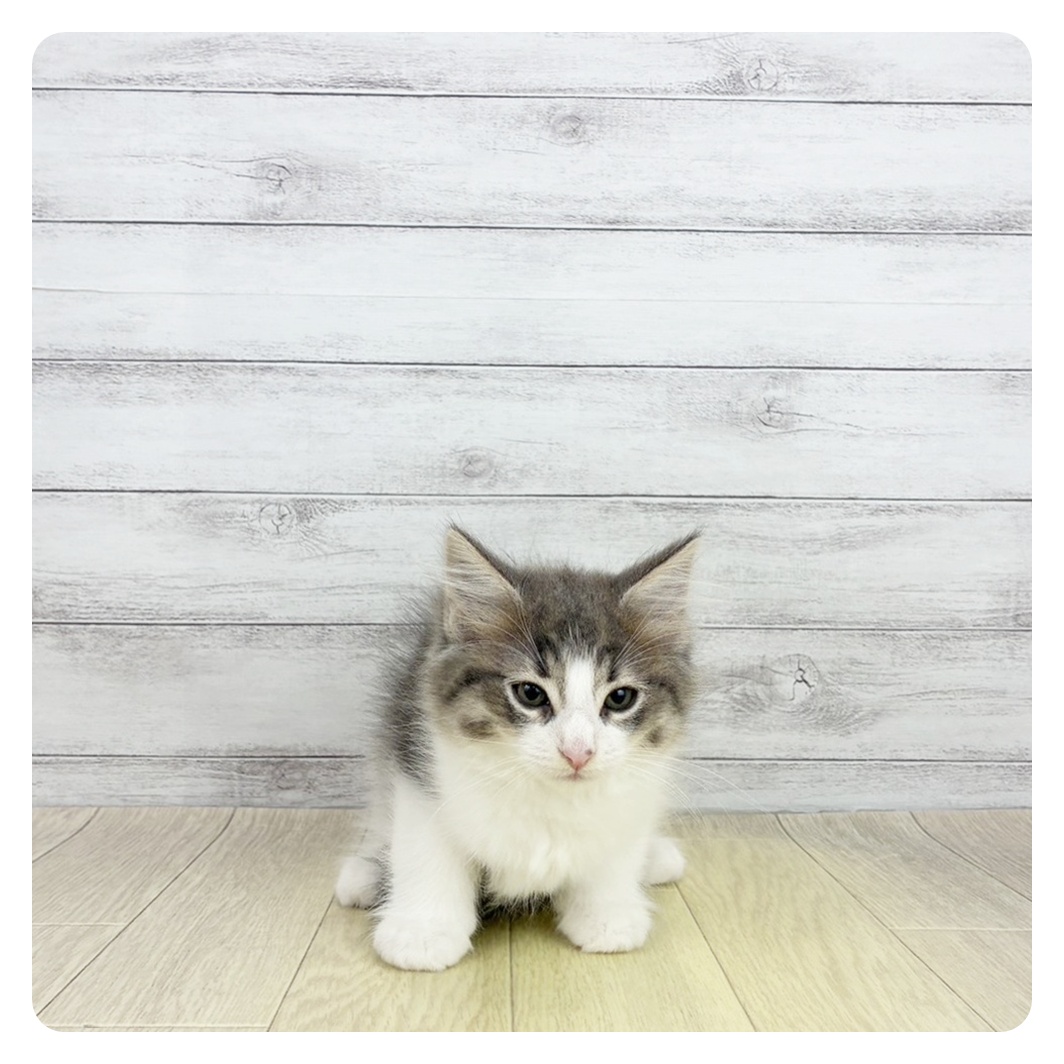愛知県のノルウェージャンフォレストキャット (犬の家＆猫の里MEGAドン・キホーテ東海名和店/2026年8月8日生まれ/女の子/ブルータビーホワイト)の子猫の4枚目の画像