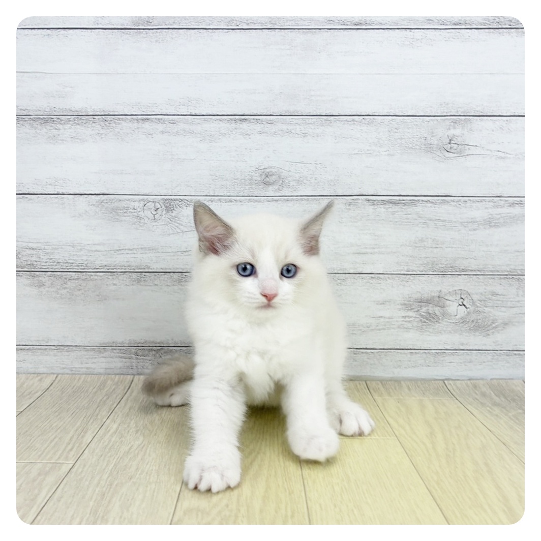 兵庫県のラグドール (犬の家＆猫の里尼崎店/2026年8月15日生まれ/男の子/ブルーポイントバイカラー)の子猫の3枚目の画像
