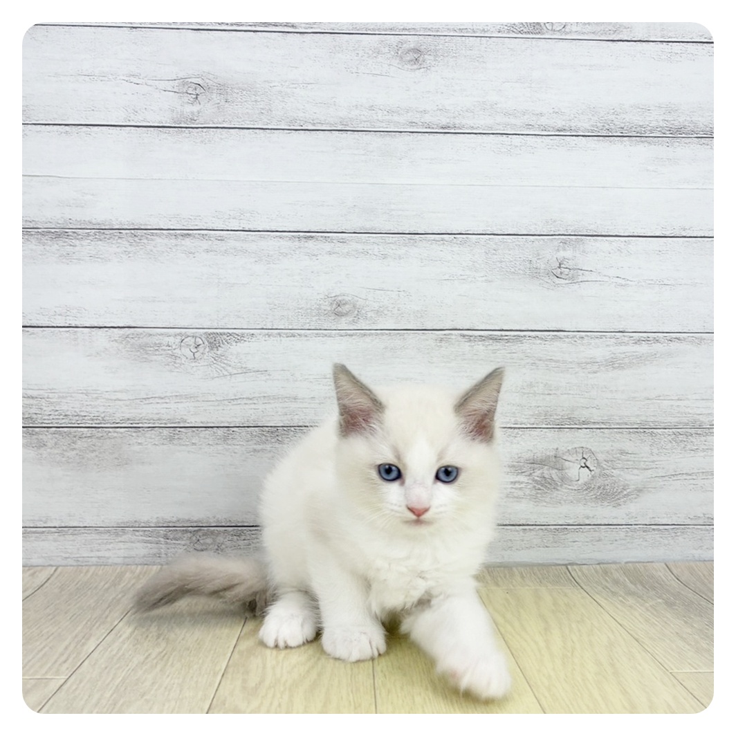 兵庫県のラグドール (犬の家＆猫の里ニッケパークタウン加古川店/2026年8月15日生まれ/女の子/ブルーポイントバイカラー)の子猫