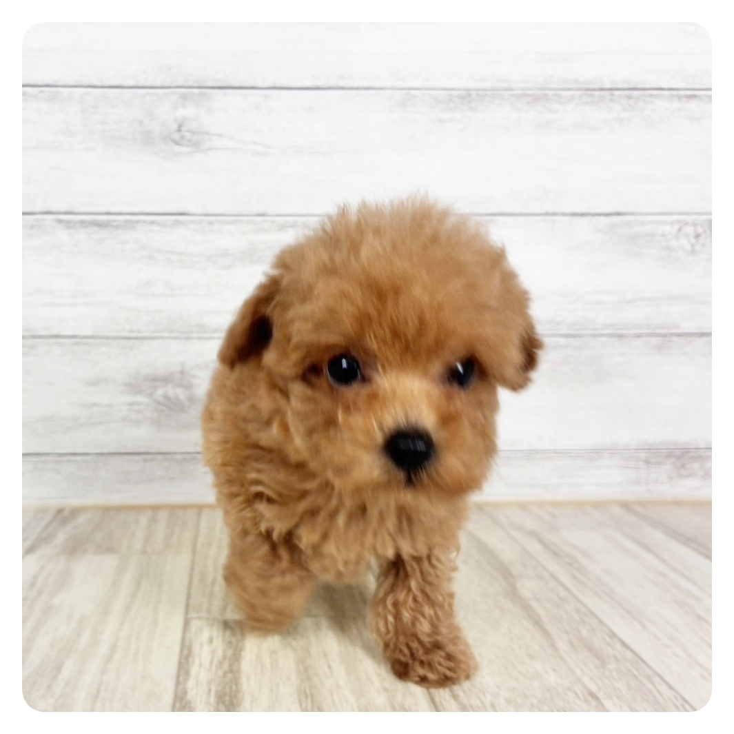 大阪府のトイプードル(ティーカップ) (犬の家＆猫の里吹田店/2026年8月14日生まれ/男の子/レッドフォーン)の子犬