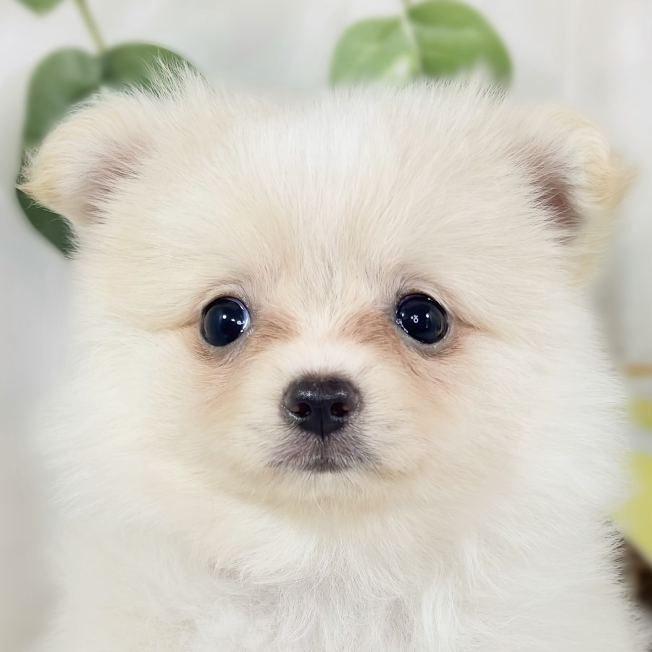 千葉県のポメチワ/チワポメ/ポメチー(ポメラニアン×チワワ) (犬の家＆猫の里ワンズモール稲毛店/2026年8月15日生まれ/女の子/クリームホワイト)の子犬