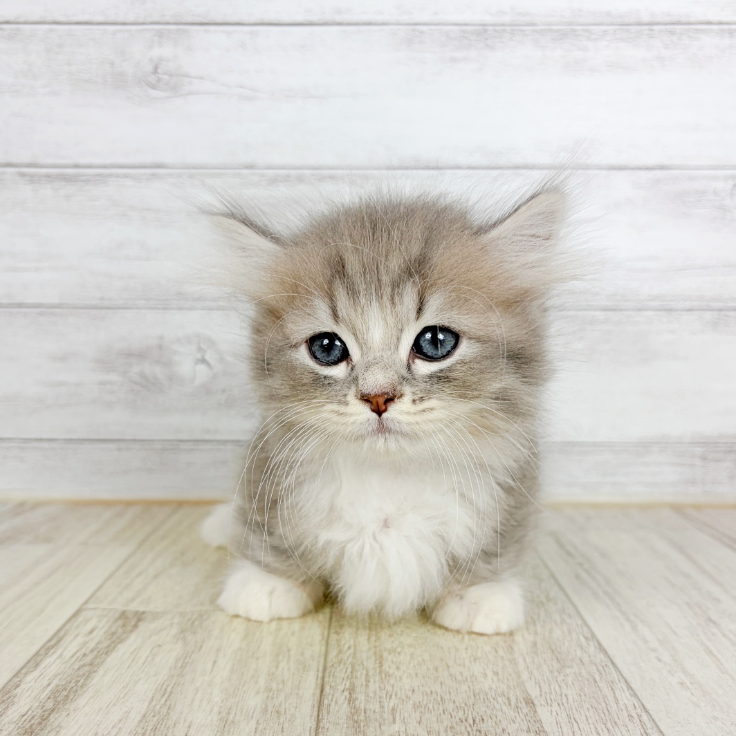 大阪府のミヌエット (犬の家＆猫の里吹田店/2026年8月15日生まれ/男の子/ブルーシルバータビーホワイト)の子猫