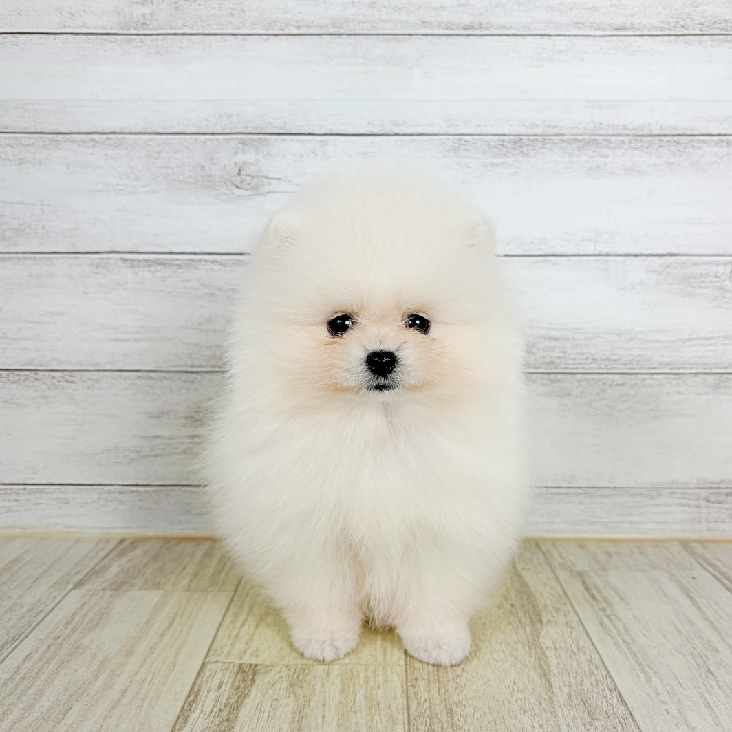 岡山県のポメラニアン (犬の家＆猫の里倉敷店/2026年8月15日生まれ/女の子/クリーム)の子犬