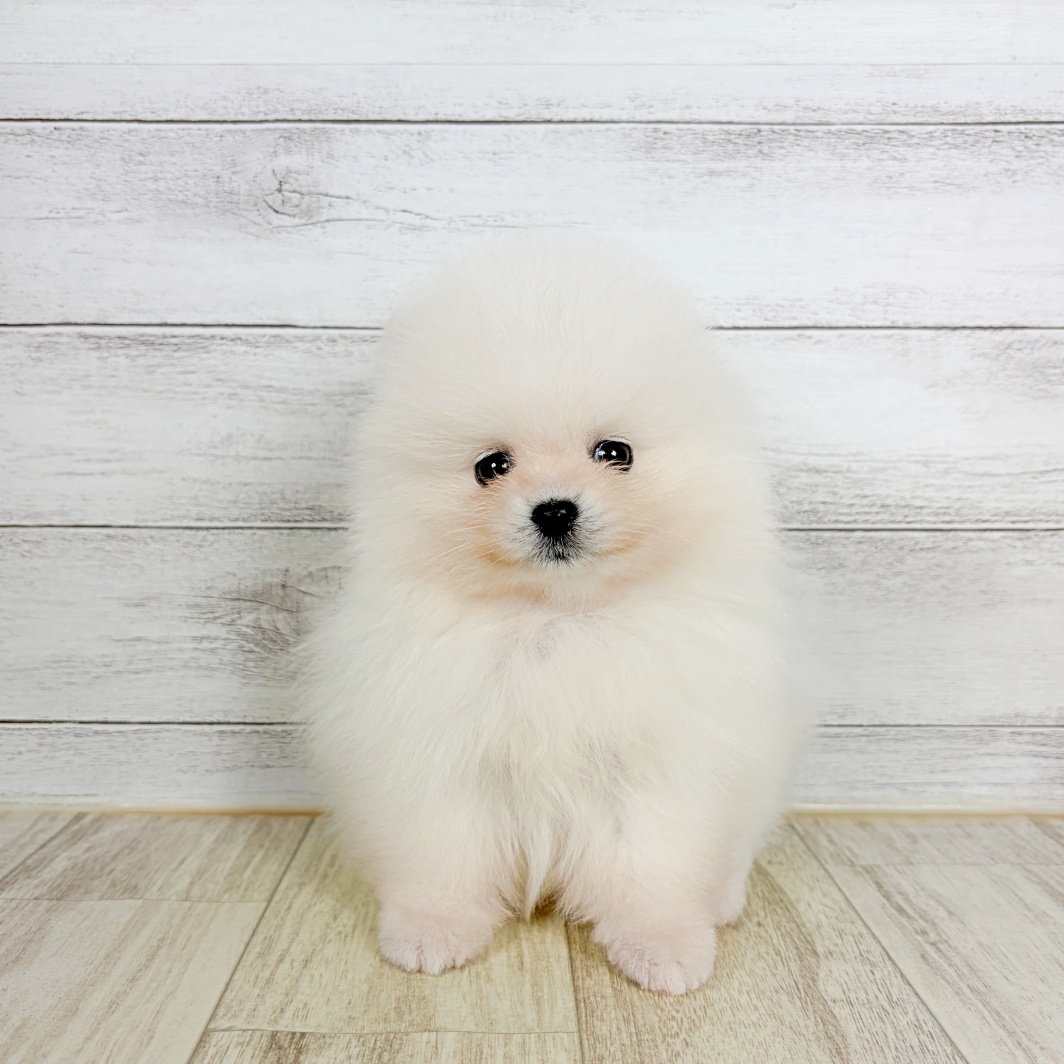 兵庫県のポメラニアン (犬の家＆猫の里神戸店/2026年8月15日生まれ/男の子/クリーム)の子犬