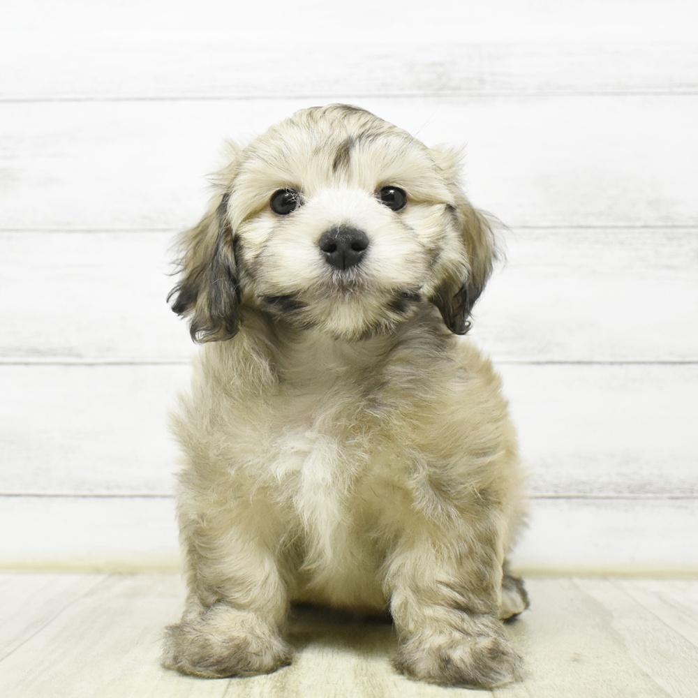 マルックス(マルチーズ×ダックス)の子犬 28頭掲載中|相場16万円