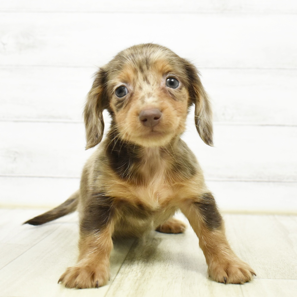福岡県のミニチュアダックスフンド(ロング) (犬の家＆猫の里くりえいと宗像店/2026年8月18日生まれ/女の子/チョコレートダップル)の子犬の4枚目の画像