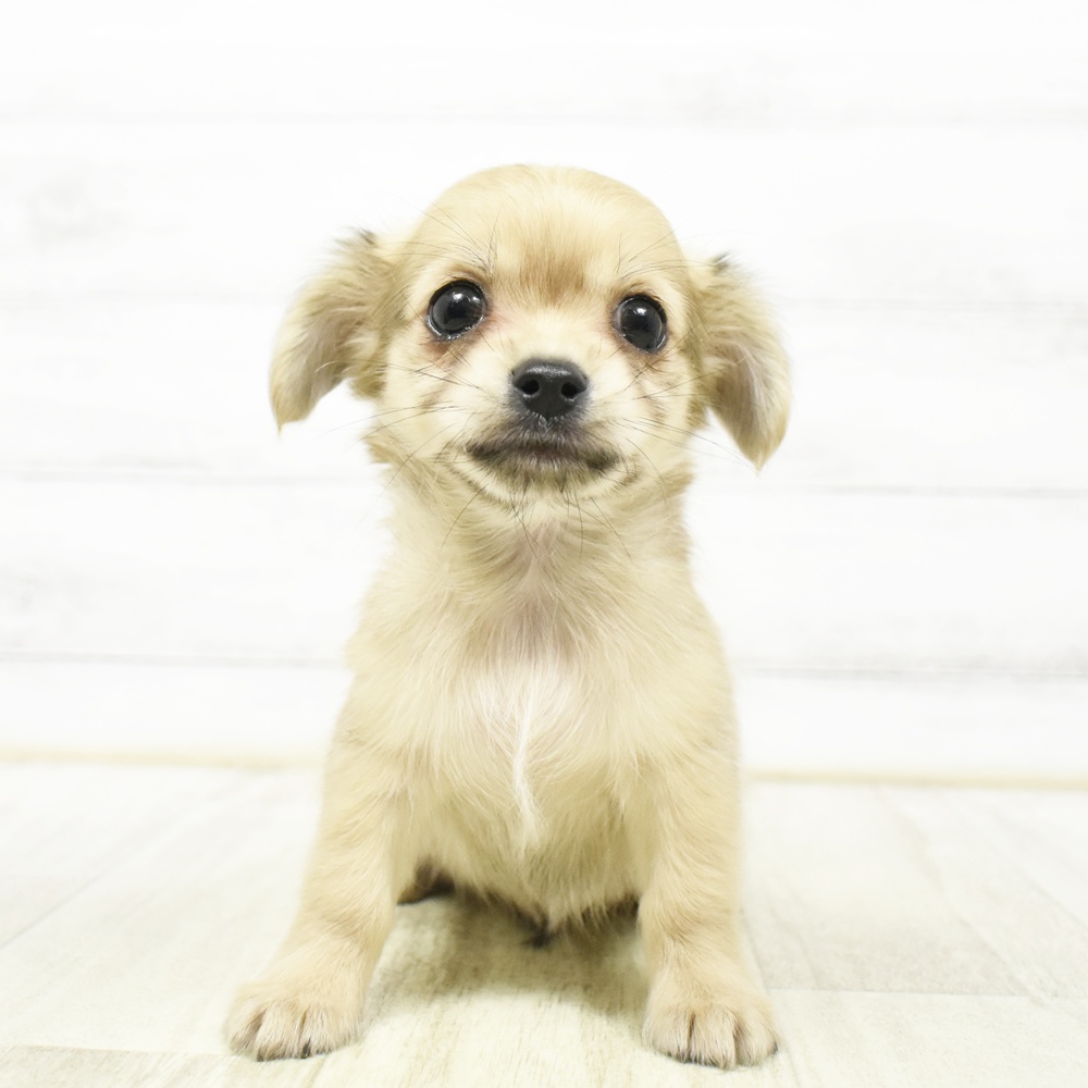 静岡県のチワックス(チワワ×ダックス) (犬の家＆猫の里富士店/2026年8月18日生まれ/男の子/レッド)の子犬