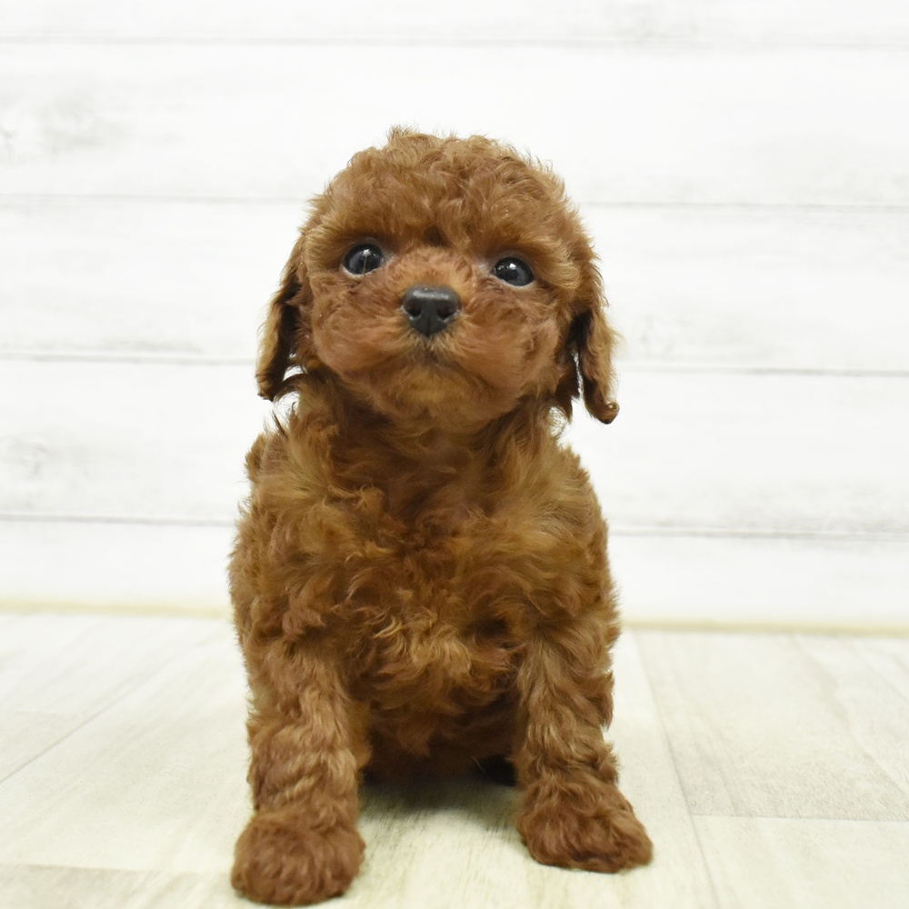 静岡県のトイプードル(タイニー) (犬の家＆猫の里藤枝店/2026年8月14日生まれ/女の子/レッド)の子犬