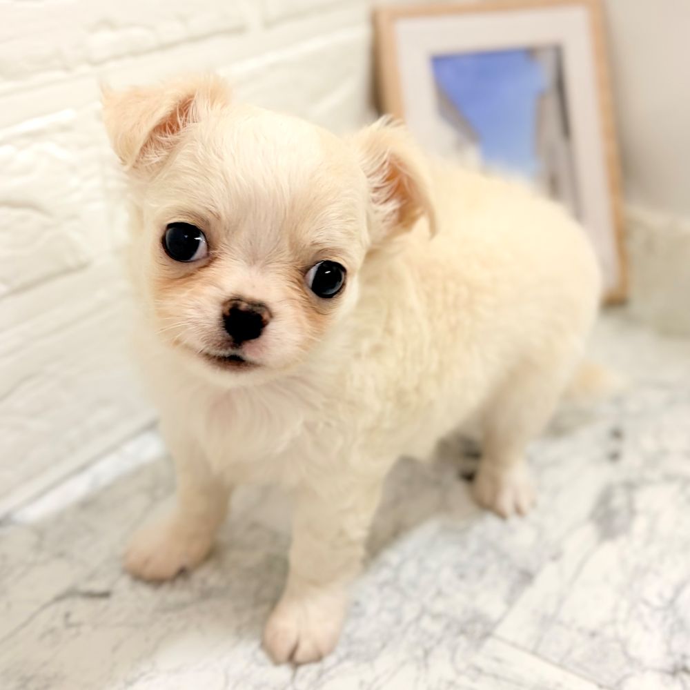 愛知県のチワワ(ロング) (犬の家＆猫の里豊田店/2026年8月16日生まれ/男の子/クリーム)の子犬の3枚目の画像