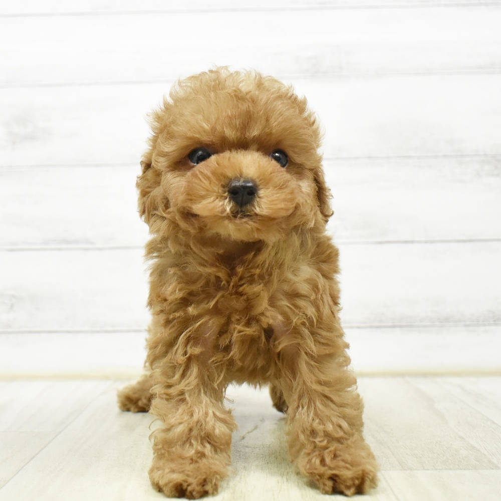 愛知県のトイプードル(タイニー) (犬の家＆猫の里春日井本店/2026年8月15日生まれ/女の子/レッド)の子犬