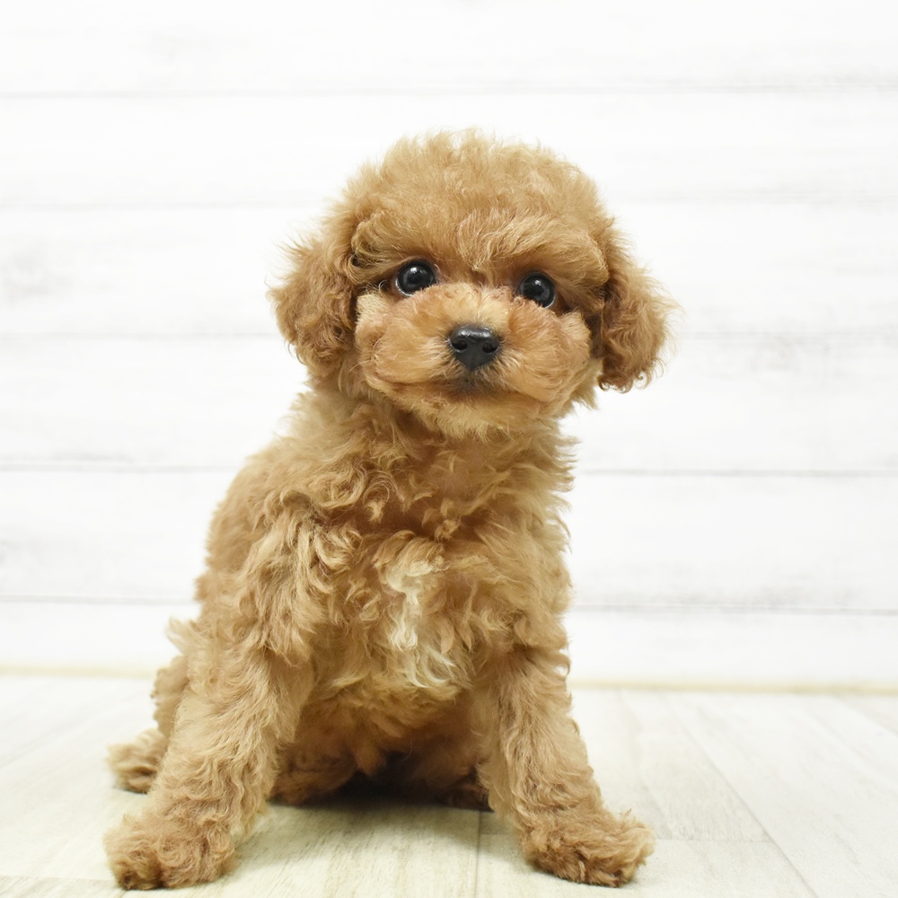 愛知県のトイプードル(タイニー) (犬の家＆猫の里MiO香久山店/2026年8月17日生まれ/女の子/レッド)の子犬